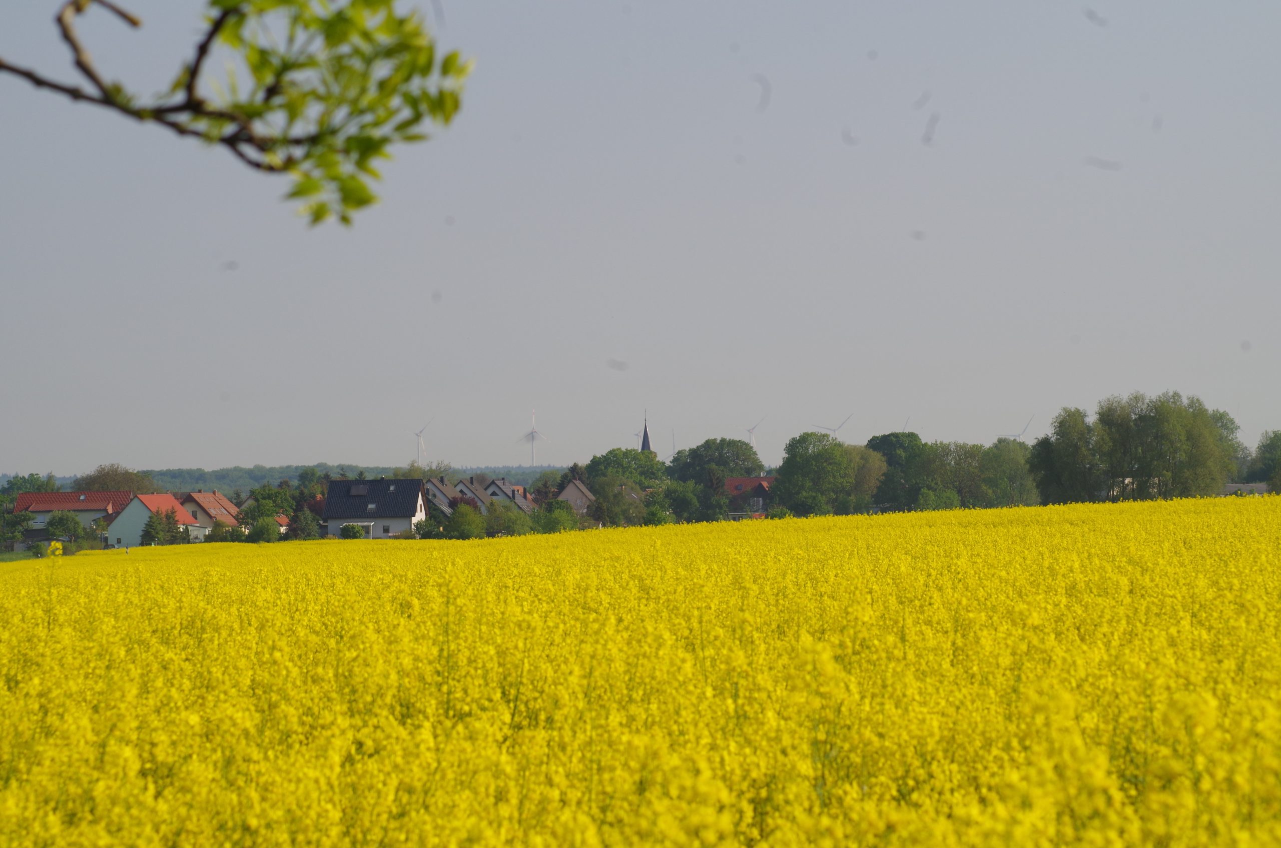 Wulkenzin-Rapsfeld